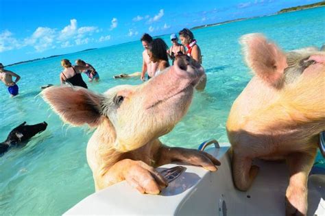 carnival swimming with pigs|Swimming with Bahama Pigs